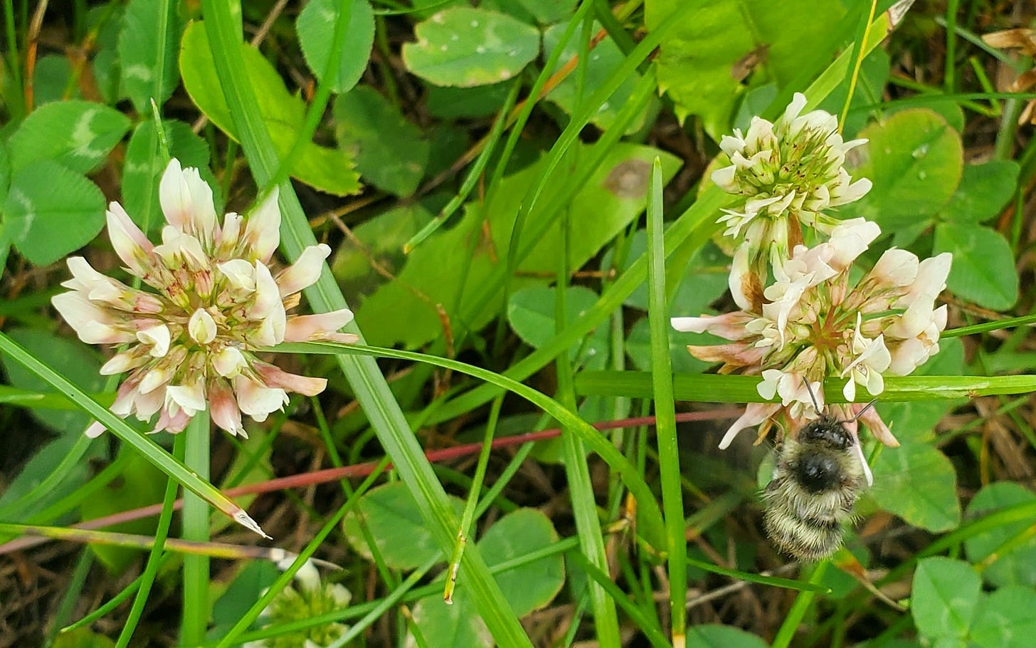 Weeds and What Matters