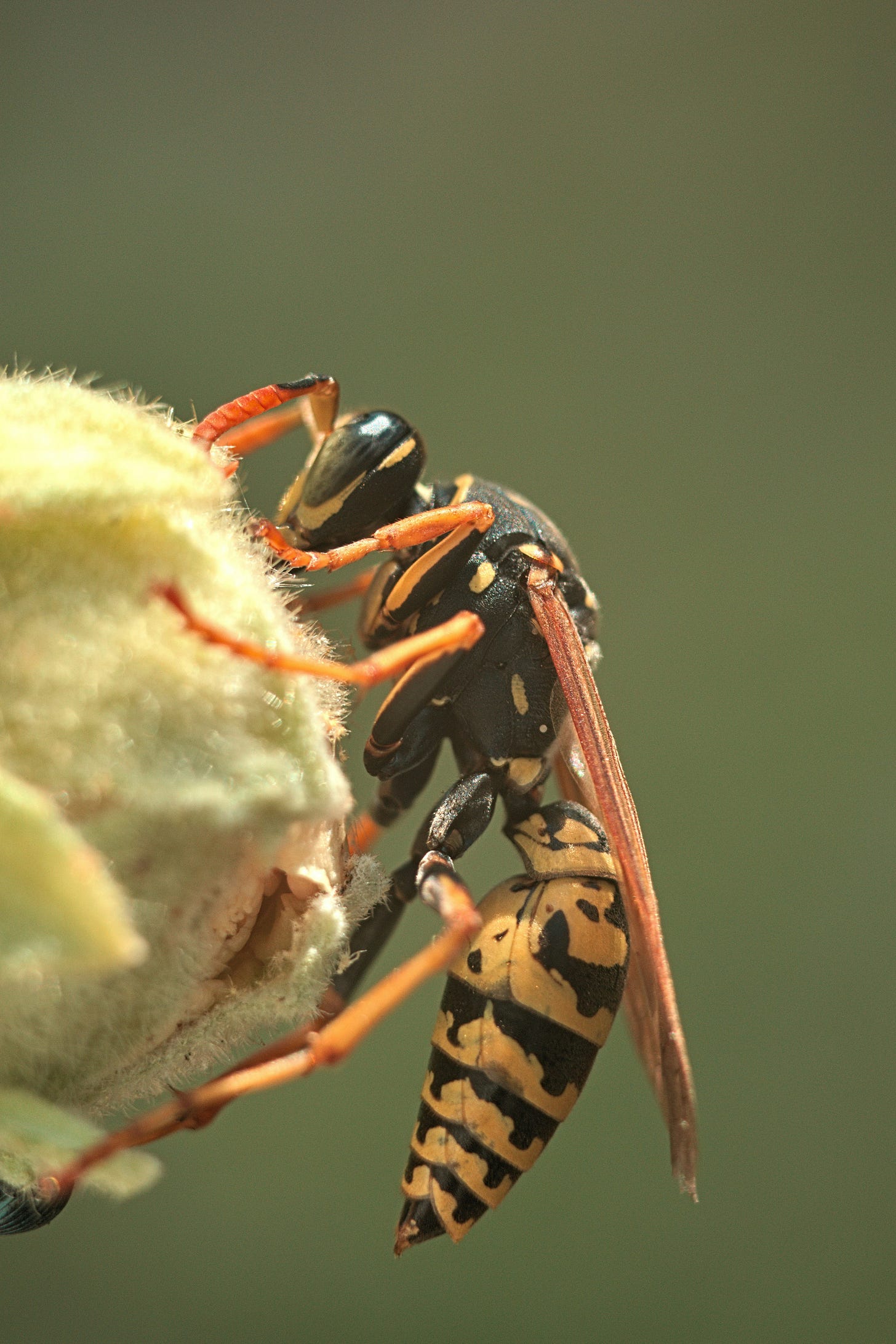 The Wasp of Damocles