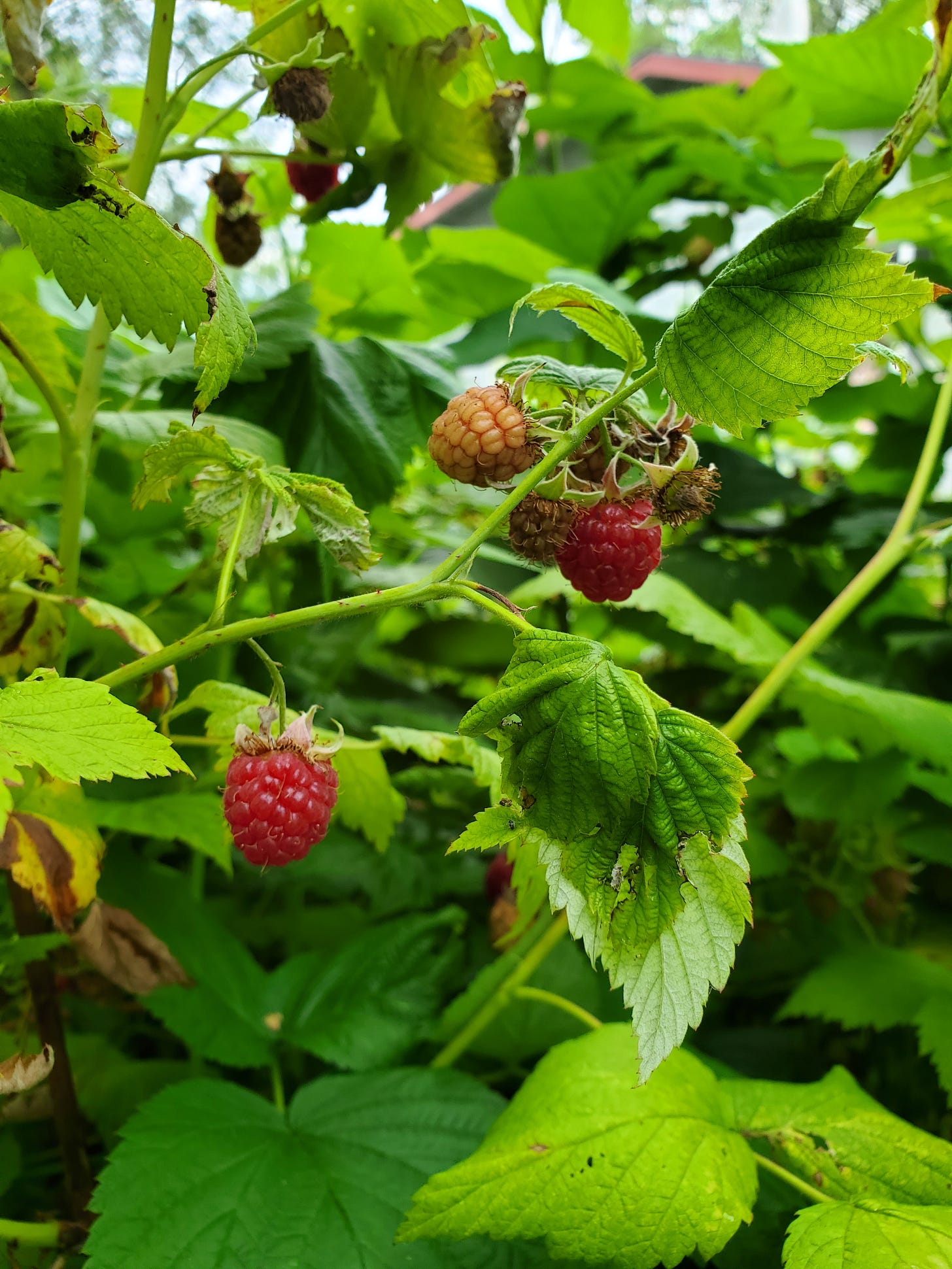 The Pest Protecting the Raspberries